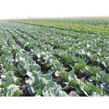 Hot selling hybrid cauliflower seeds with high quality